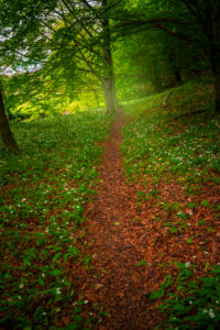 Europe, Germany, Bavaria, Aschau am Inn, Wild Garlic Field in Forest, Europe, Germany, Bavaria, Aschau am Inn, Wild Garlic Field in Forest,